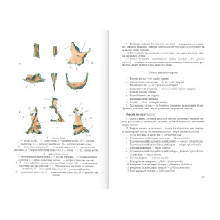 Нормальна анатомія. 3-тє видання. Матешук-Вацеба Л. Р. Нормальна анатомія. 3-тє видання. Матешук-Вацеба Л. Р.